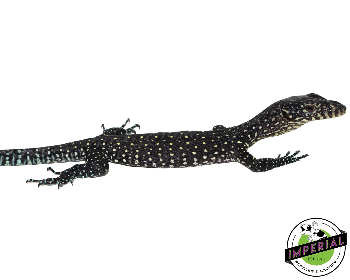 Blue Tail Monitor Baby (Sorong) #61124-01