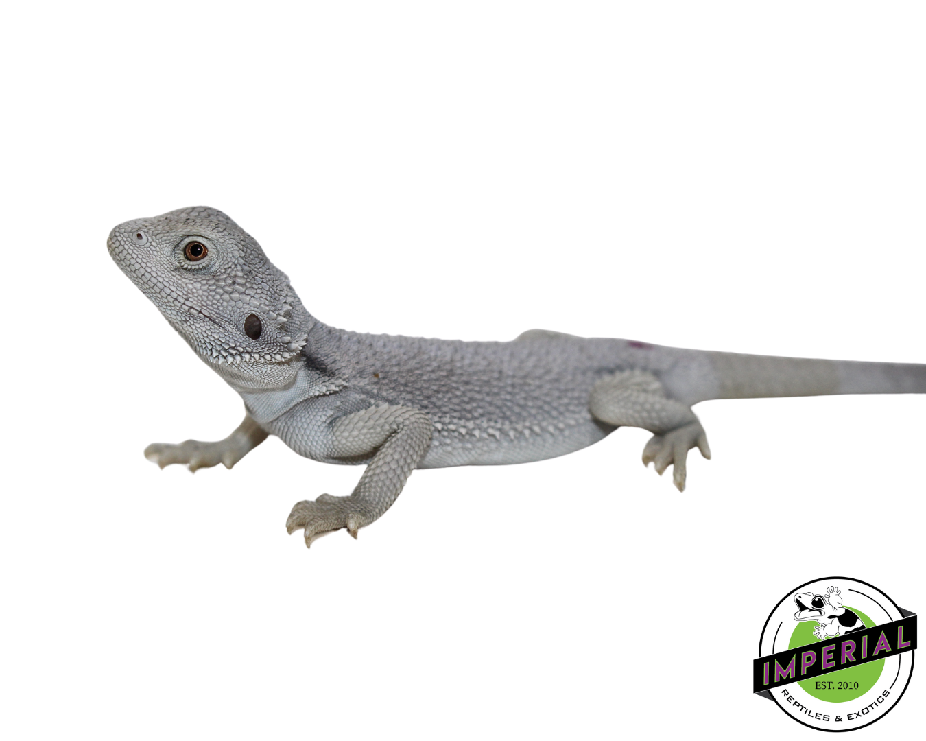 "Blizzard" Hypo Zero Bearded Dragon Male (#111424-01)