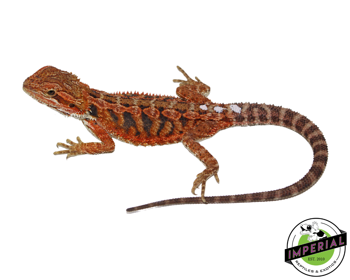 "Flare" Red Hypo Bearded Dragon Female (#111424-06)