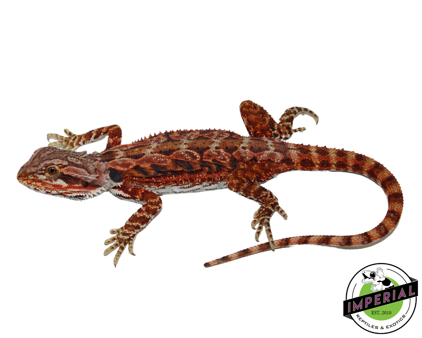 "Fox" Red Bearded Dragon Female (#111224-07)