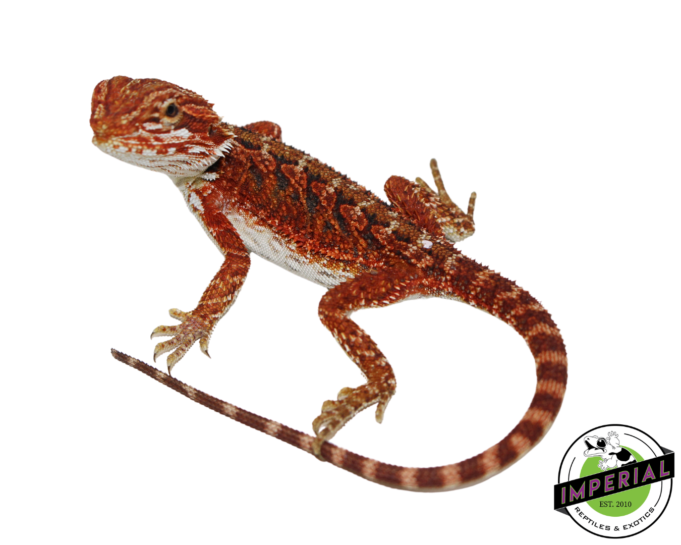 "Scarlet" Red Bearded Dragon Female (#111424-11)