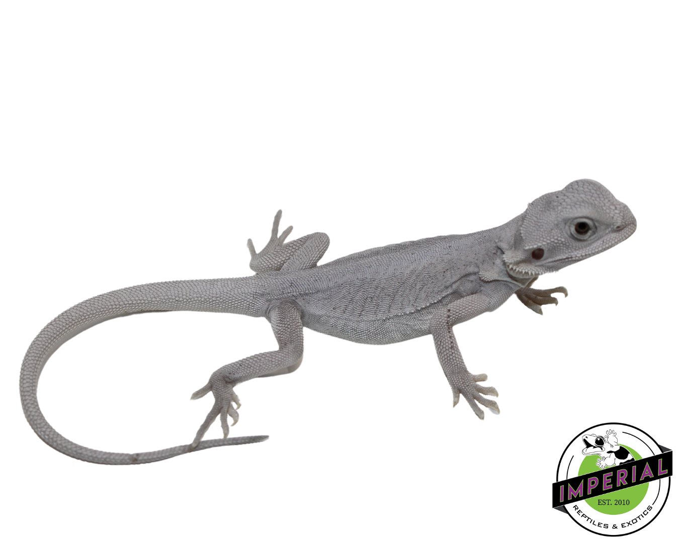 "Thestral" Hypo Leatherback Zero Bearded Dragon Female (#111224-01)