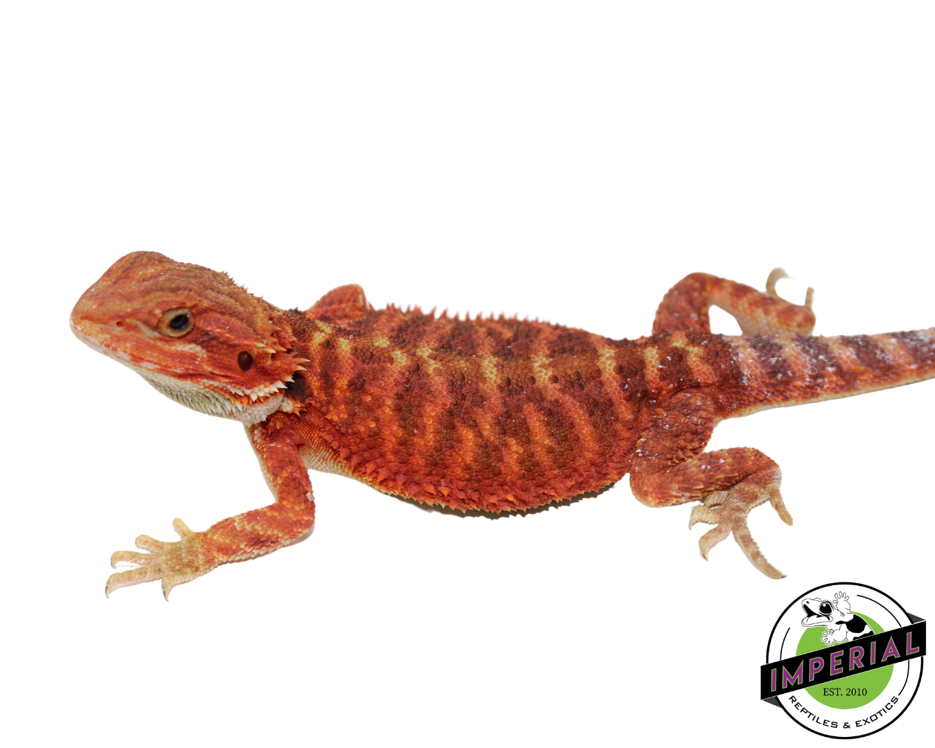 "Weasley" Red Translucent Bearded Dragon Male (#111224-05)