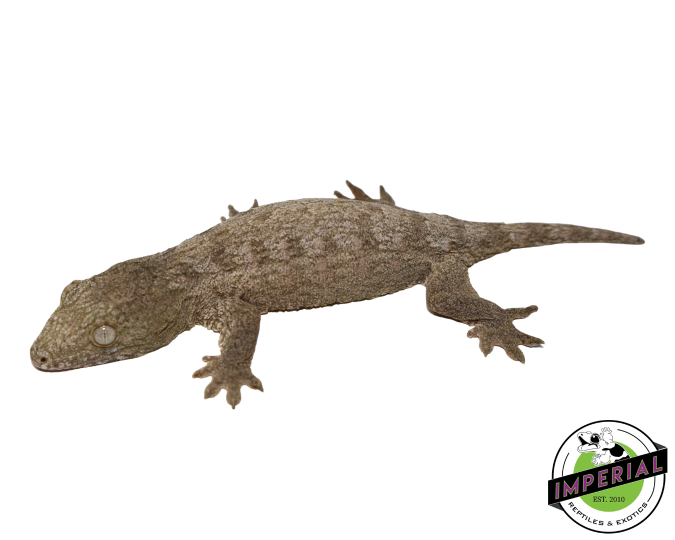 "Nu Ami" Leachianus Gecko (#112524-01)