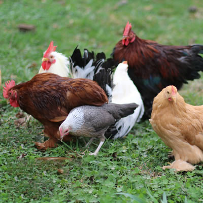 Hoover's Hatchery Assorted Bantams Chickens