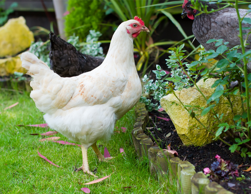 Hoover's Hatchery Amberlink Chicken