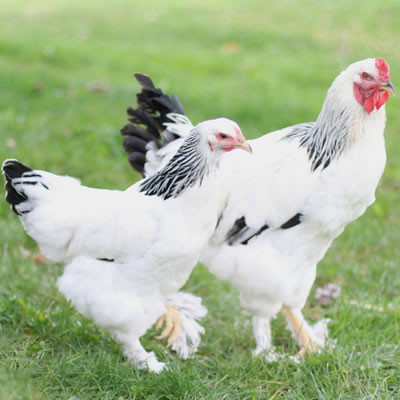 Hoover's Hatchery Light Brahma Chickens