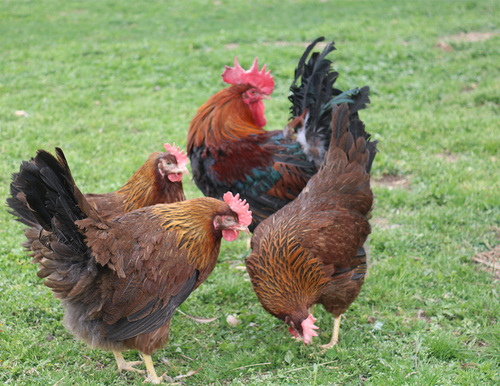 Hoover's Hatchery Welsummer Chicken