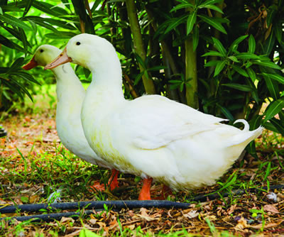 Hoover's Hatchery White Pekin Duck