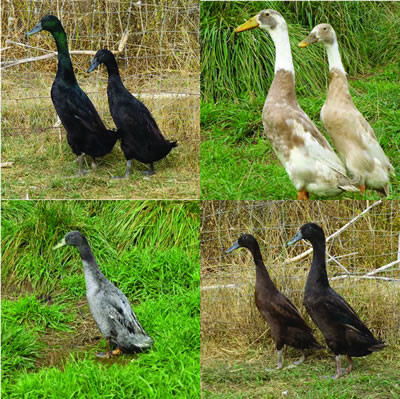 Hoover's Hatchery Assorted Ducks