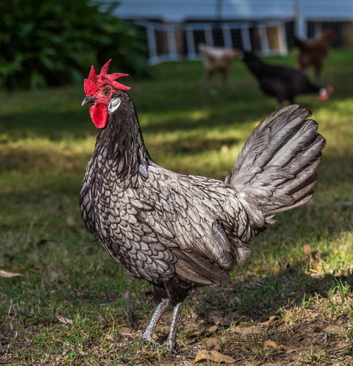 Hoover's Hatchery Assorted Andalusian Chickens