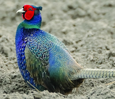 Hoover's Hatchery Melanistic Mutant Pheasant