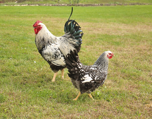 Hoover's Hatchery Silver Laced Wyandotte Chicken