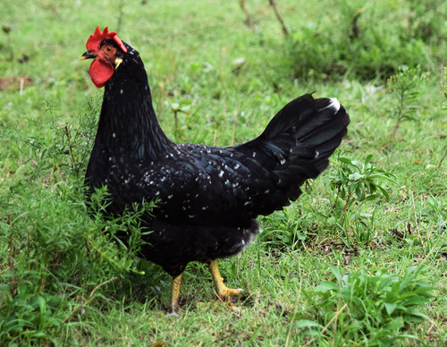 Hoover's Hatchery Ancona Chickens