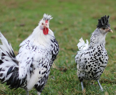 Hoover's Hatchery Spitzhauben Chickens