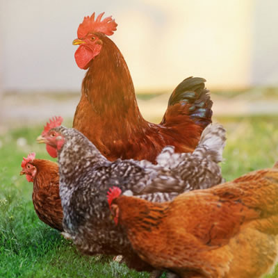 Hoover's Hatchery Assorted Brown Egg Layers