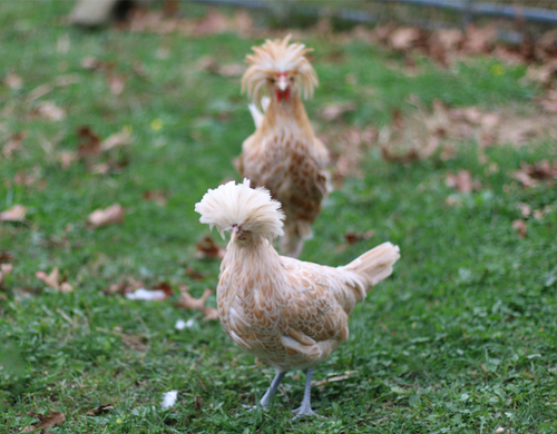 Hoover's Hatchery Buff Laced Polish Chicken