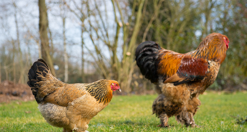 Hoover's Hatchery Buff Brahma Chicken