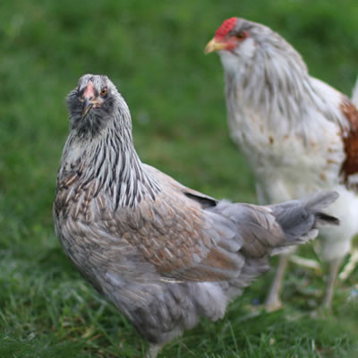 Hoover's Hatchery Americana Chickens