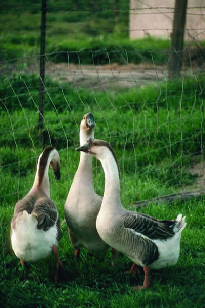 Hoover's Hatchery African Geese