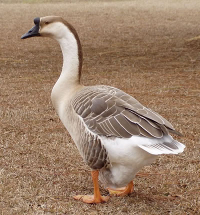 Hoover's Hatchery Brown Chinese Geese
