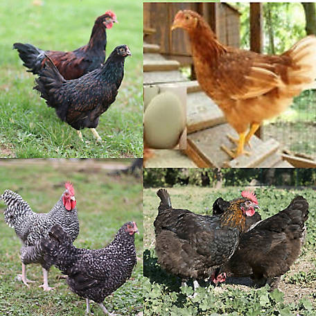 Hoover's Hatchery Assorted Color Egg Layer Chickens