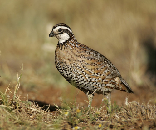 Hoover's Hatchery Bobwhite Quails