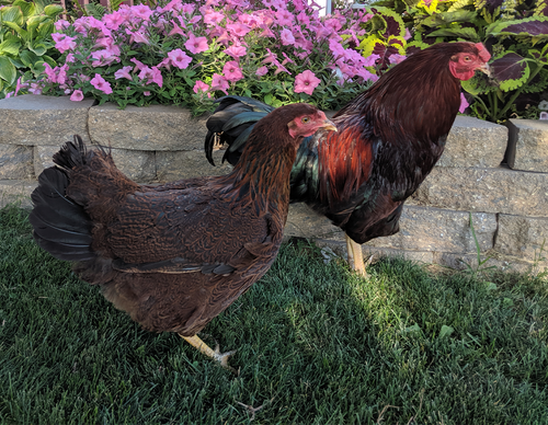 Hoover's Hatchery Partridge Chantecler Chicken