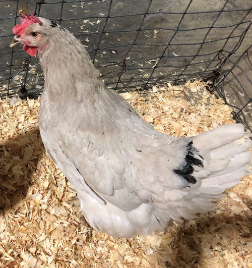 Hoover's Hatchery Smokey Pearl Chicken