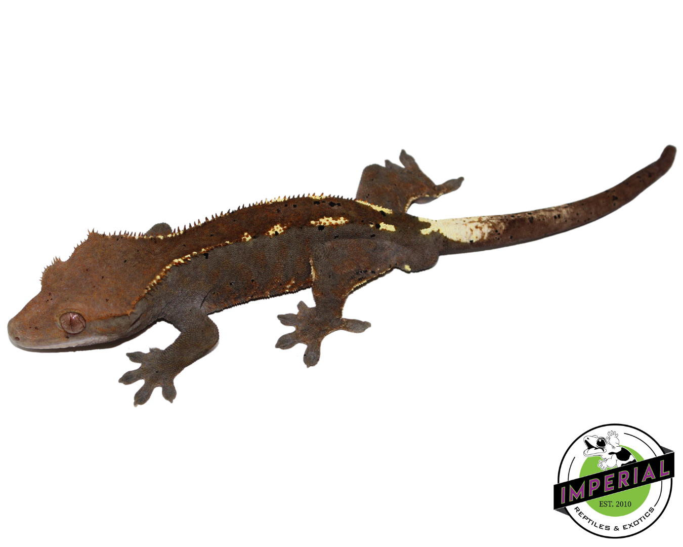 Cappuccino Crested Gecko Adult Male (#21924-02)