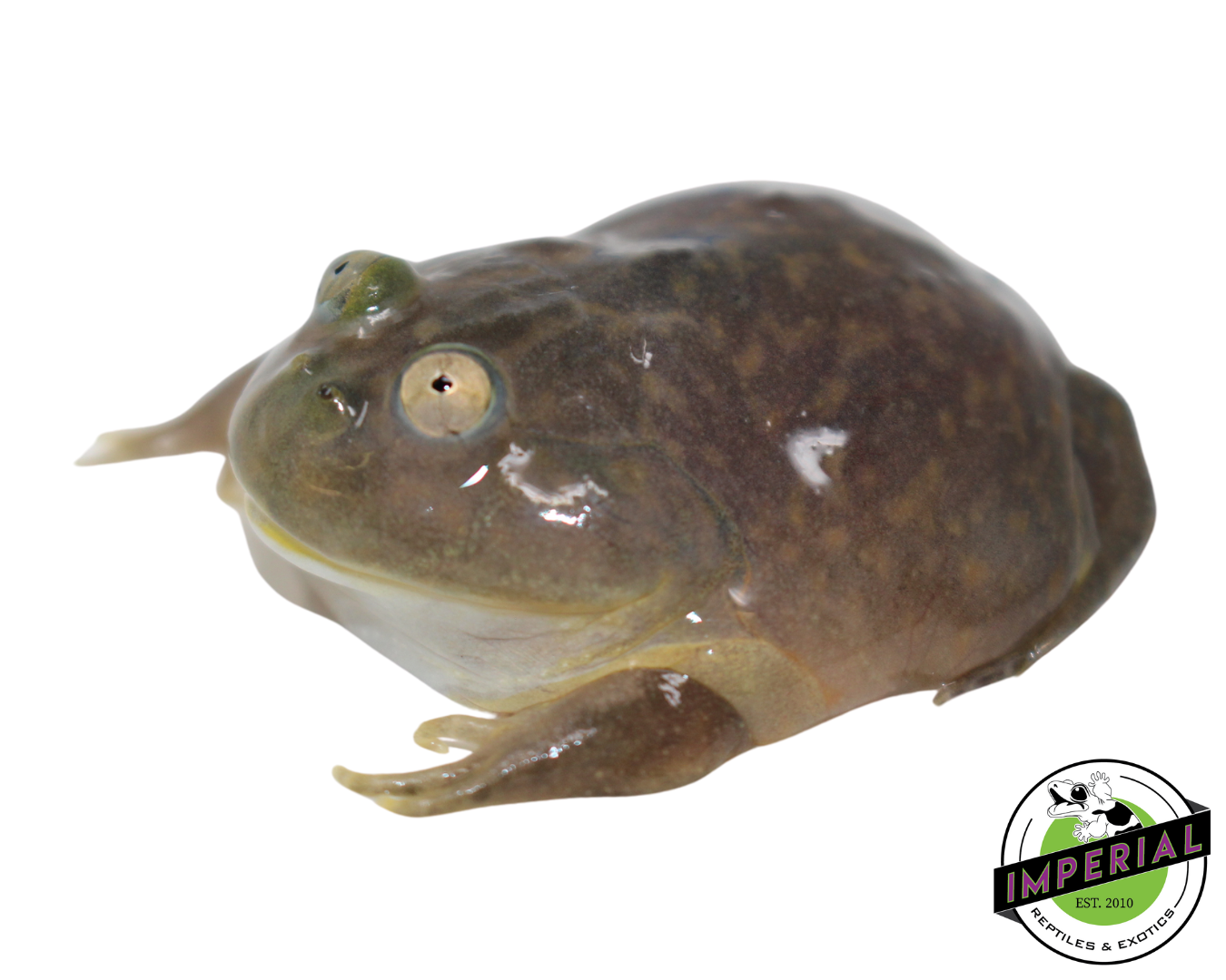 Budgett's Frog Baby