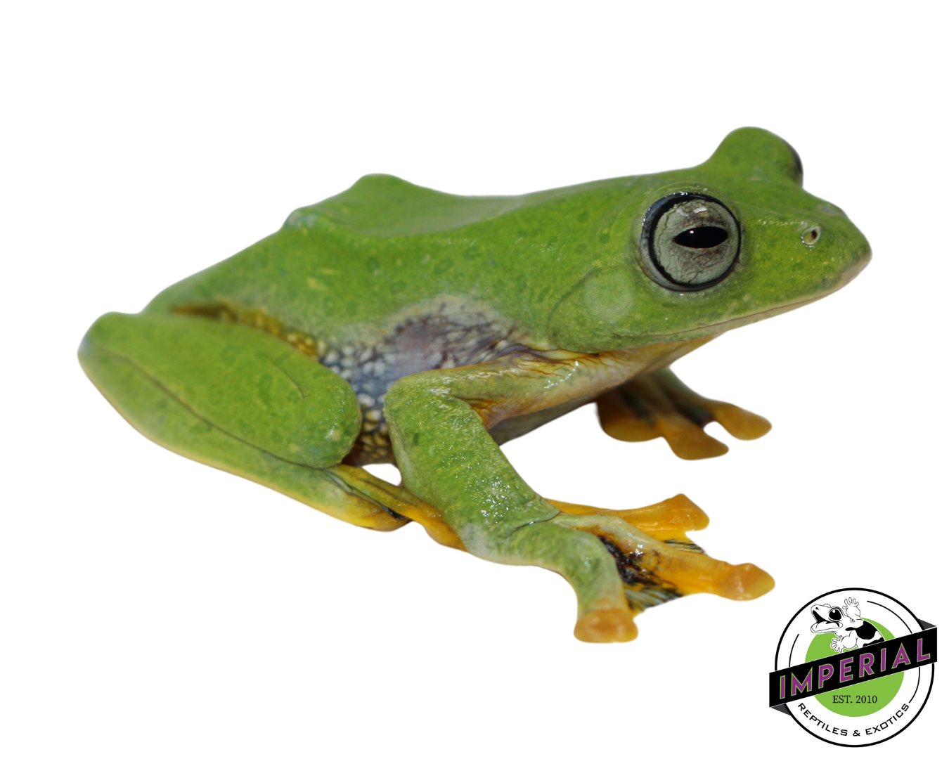 Blue Webbed Gliding Tree Frog