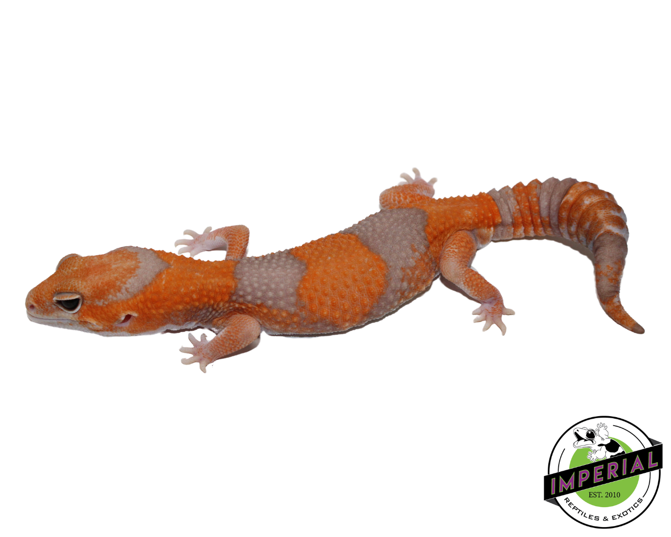 Tangerine Amel African Fat Tail Gecko Adult Male (#31524-02)