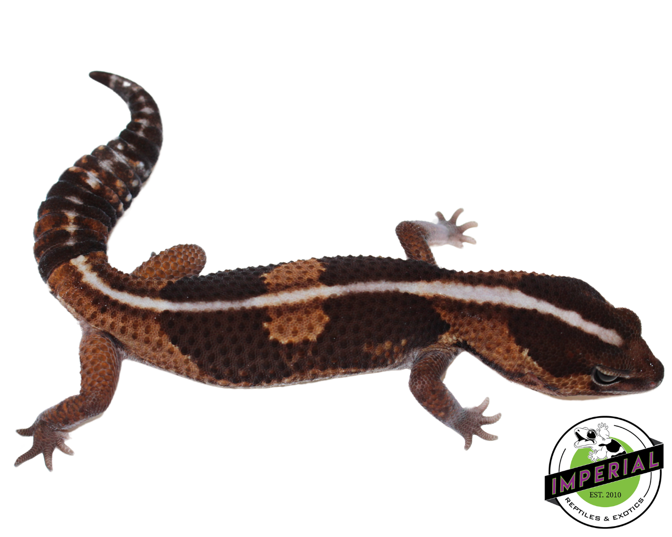 Batman African Fat Tail Gecko