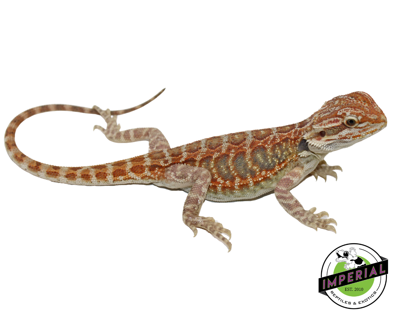 Citrus Tiger Hypo Leatherback Bearded Dragon