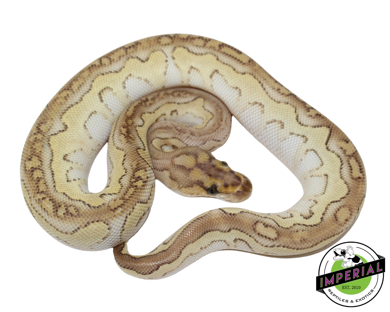 Butter Clown Ball Python Baby