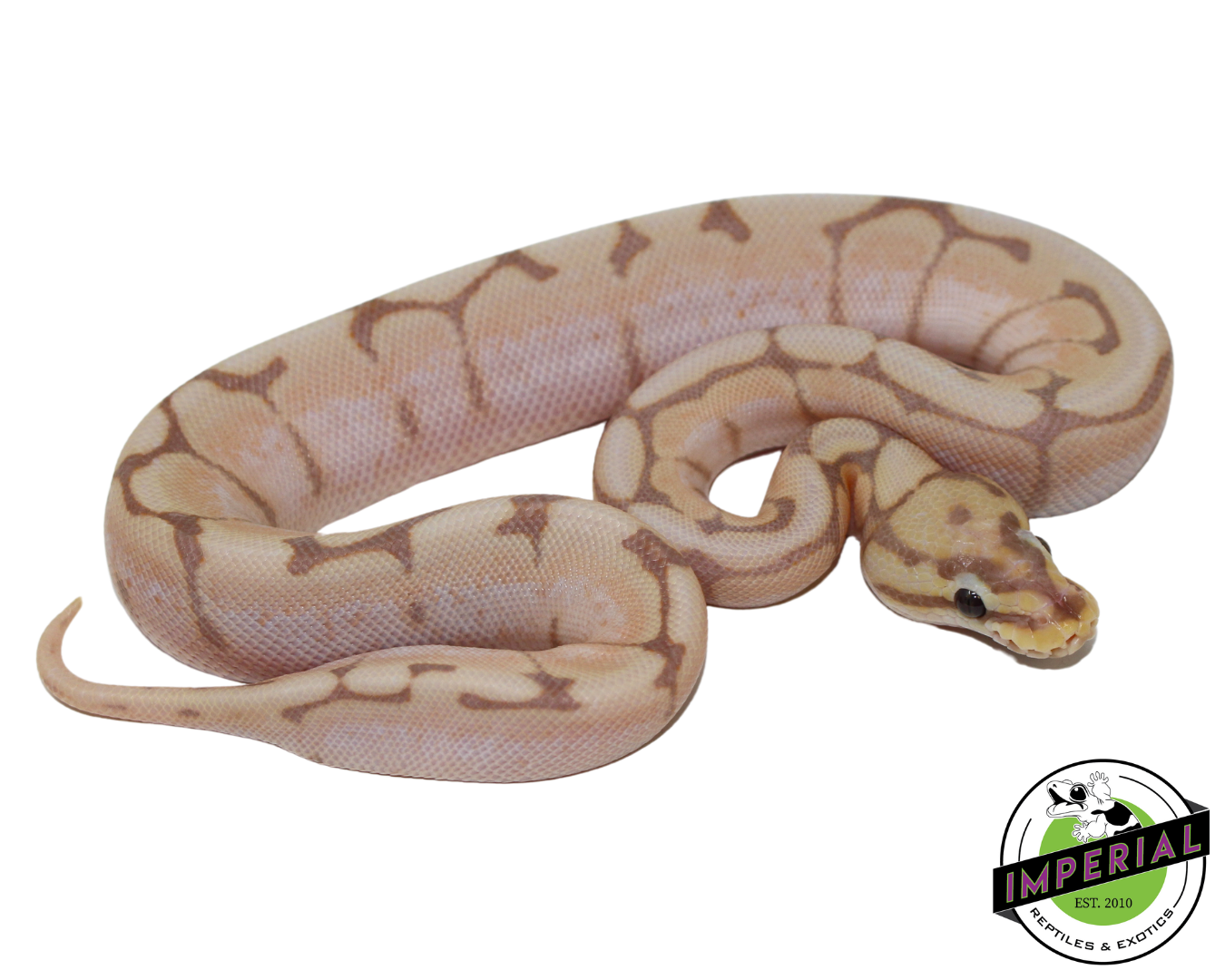 Banana Spider Ball Python Baby