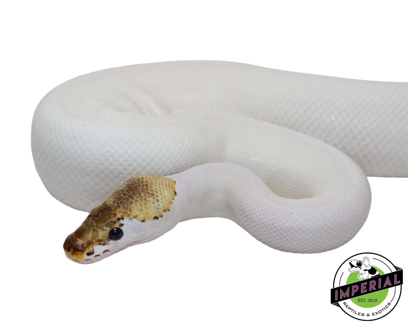 Spied Ball Python Adult
