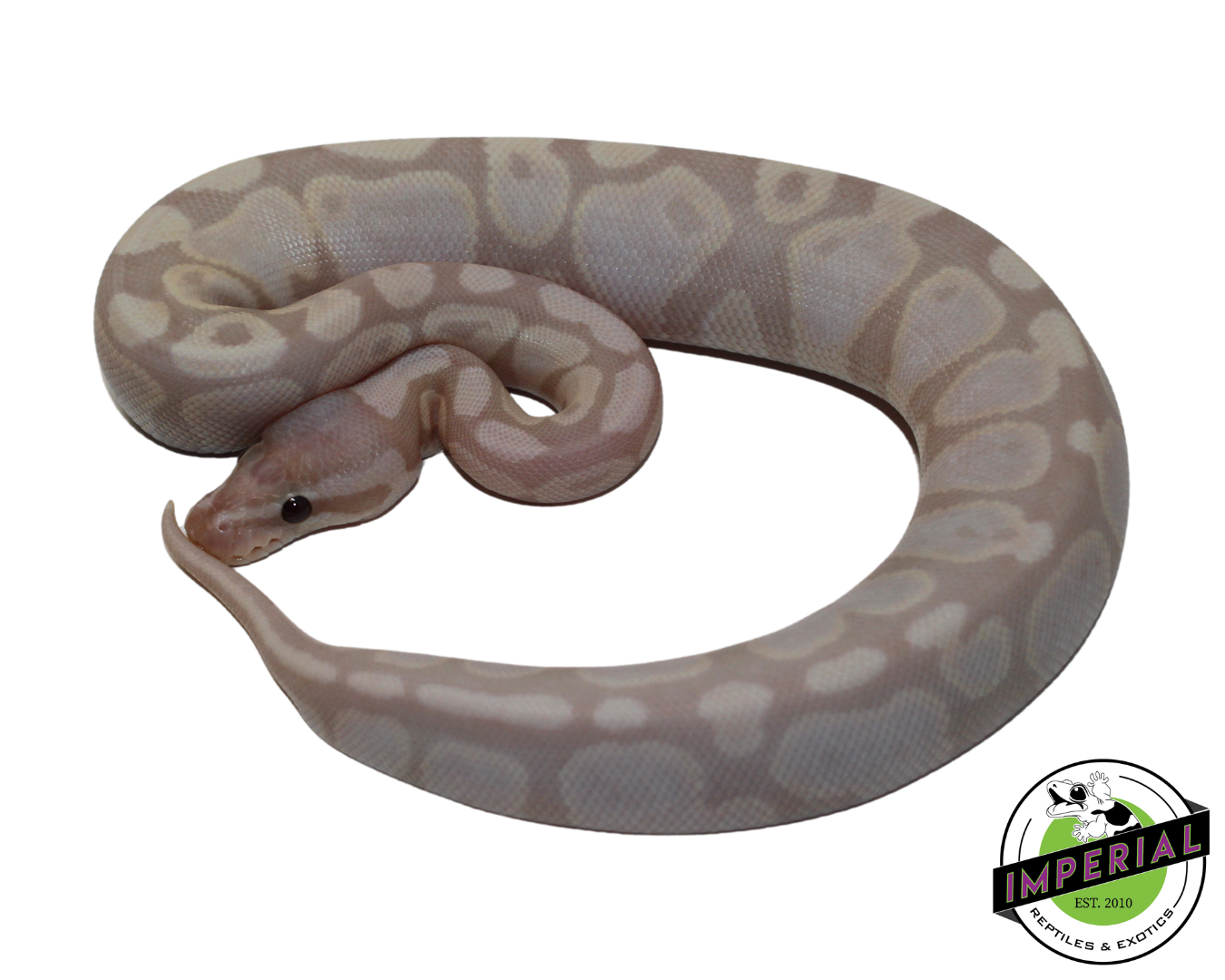 Super Banana Ball Python Baby
