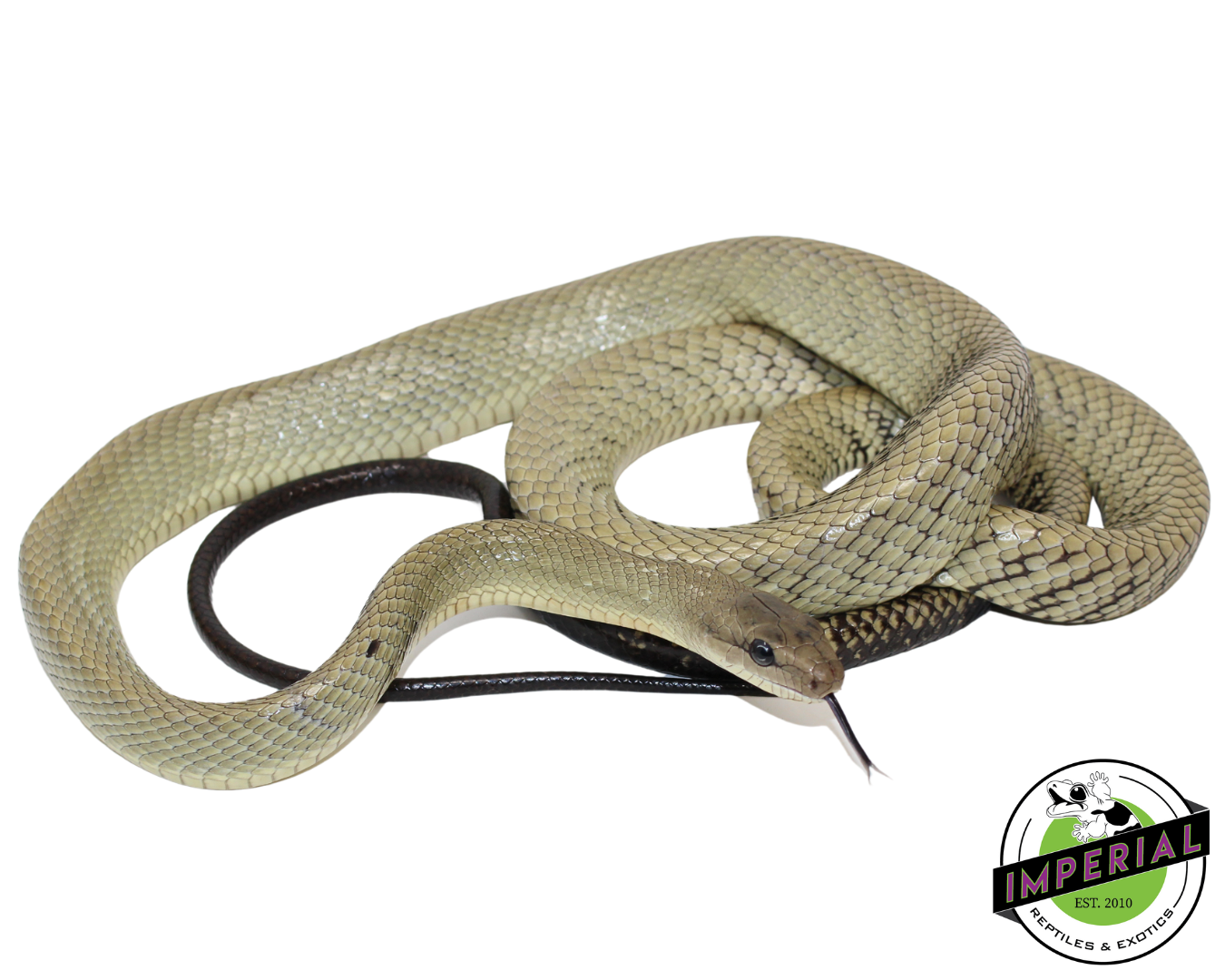 Celebes Black-Tailed Ratsnake Male (#21224-02)