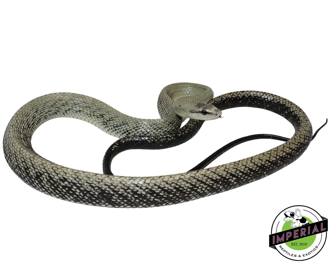 Celebes Black-Tailed Ratsnake Pair (#21224-01)