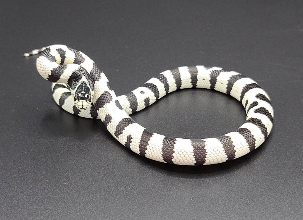 50-50 California Kingsnakes