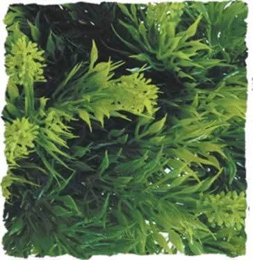 Zoo Med Small Malaysian Fern