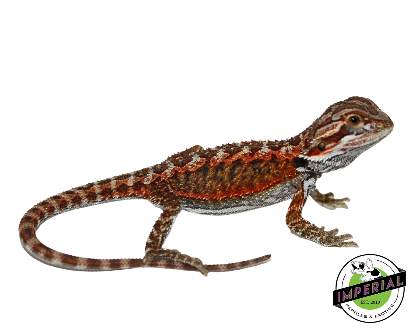 "Flame" Red Bearded Dragon Baby (#7824-06)