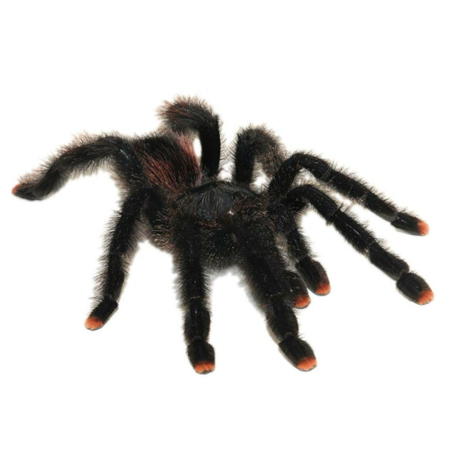 Pink Toe Tarantulas