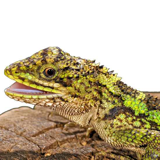 Dragon Agamas
