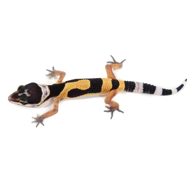 Normal Leopard Geckos