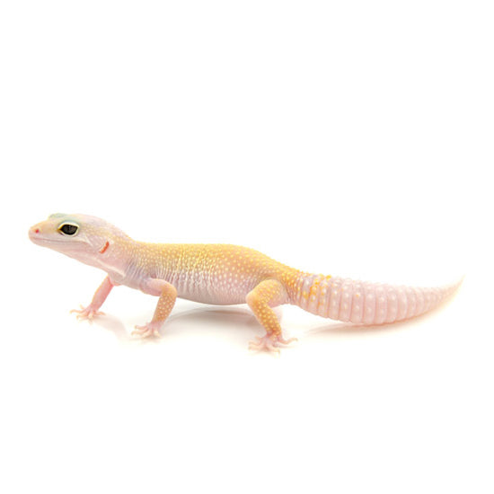 Leucistic Leopard Geckos