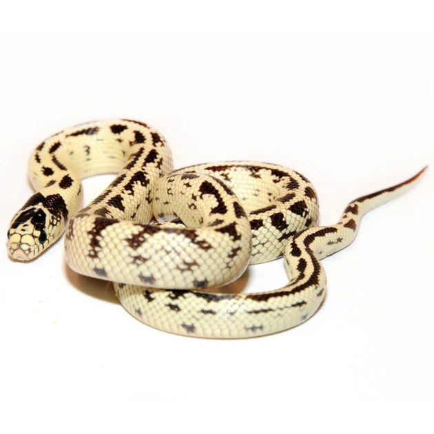 Banana California Kingsnakes