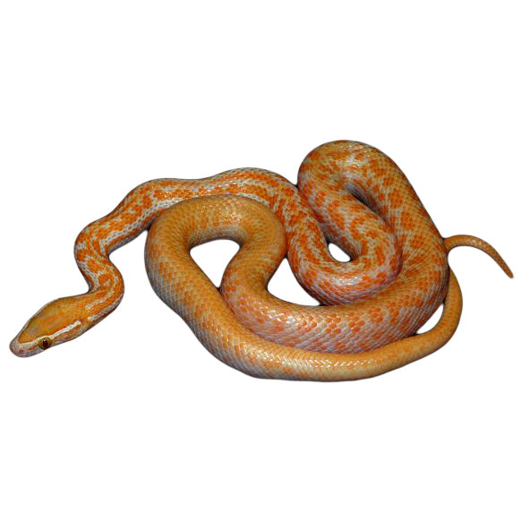 Albino African House Snake
